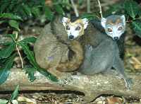 Crowned Lemurs - click for larger image in new window
