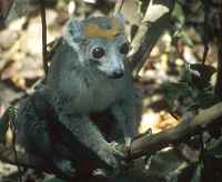 Crowned Lemur - click for larger image in new window
