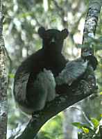 Indri watching camera - click for larger image in new window