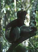 Indri gazing up - click for larger image in new window