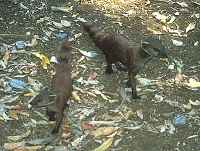 Banded Mongooses - click for larger image in new window