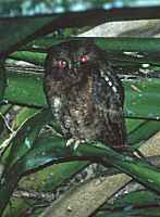 Scops Owl - click for larger image in new window