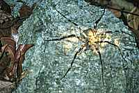 Spider caught in torch beam - click for larger image in new window