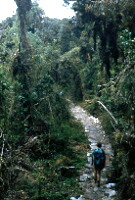 Path in cloudforest