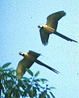 Part of a flight of Macaws