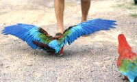 Macaw tackles ankles