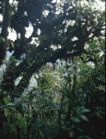 Trees on the ramp up Roraima