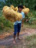 Man carrying rice