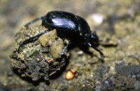 Dung beetle at work