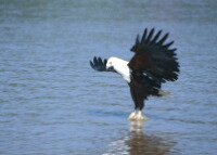 Fish eagle catches a fish