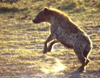 Hyena startled