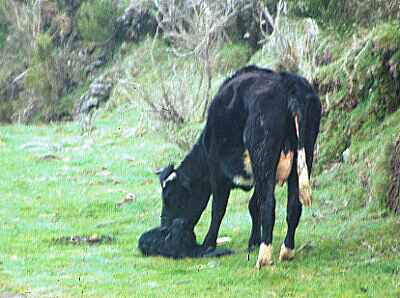 New -born calf